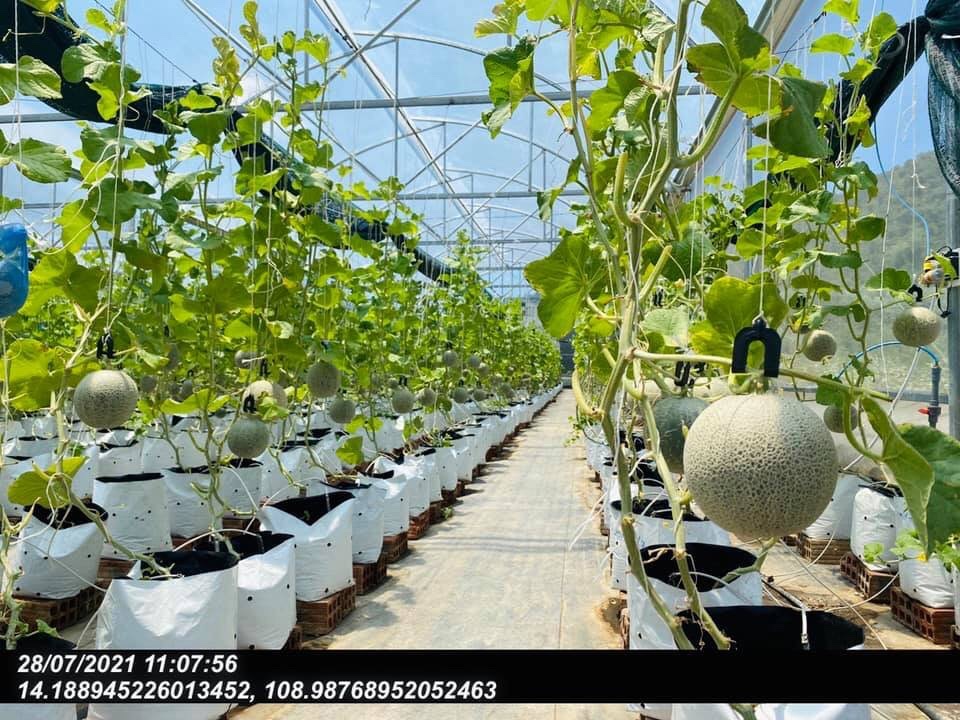 Nông nghiệp số giấc mơ khởi từ cánh đồng Bình Định