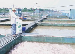 Thái Bình: Khi nông sản, thực phẩm lên sàn 