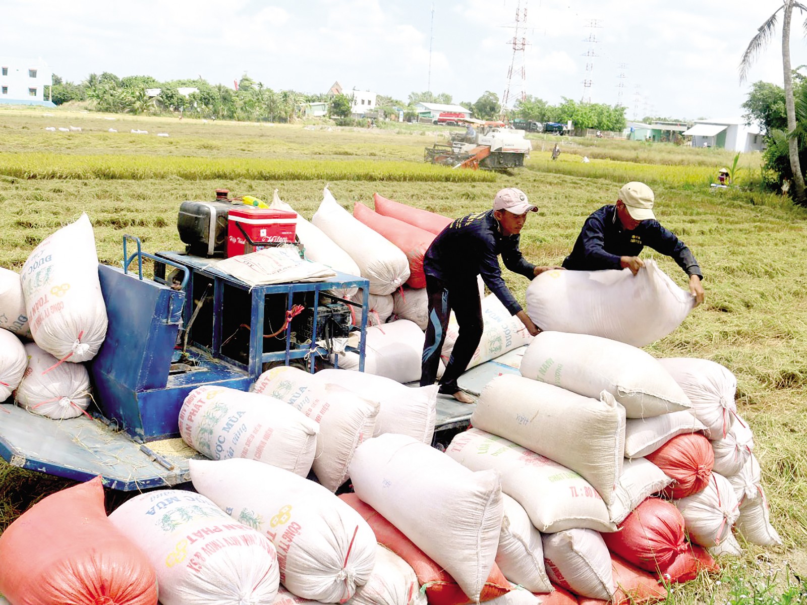 Toàn cầu lên cơn sốt giá gạo Việt Nam đang cao nhất thế giới