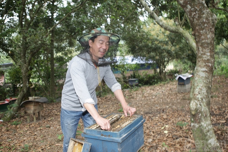 Thu hoạch mật ong rừng tại Cát Bà