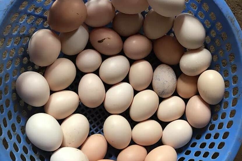 Trứng gà Đông Tảo 70000 đồng một quả