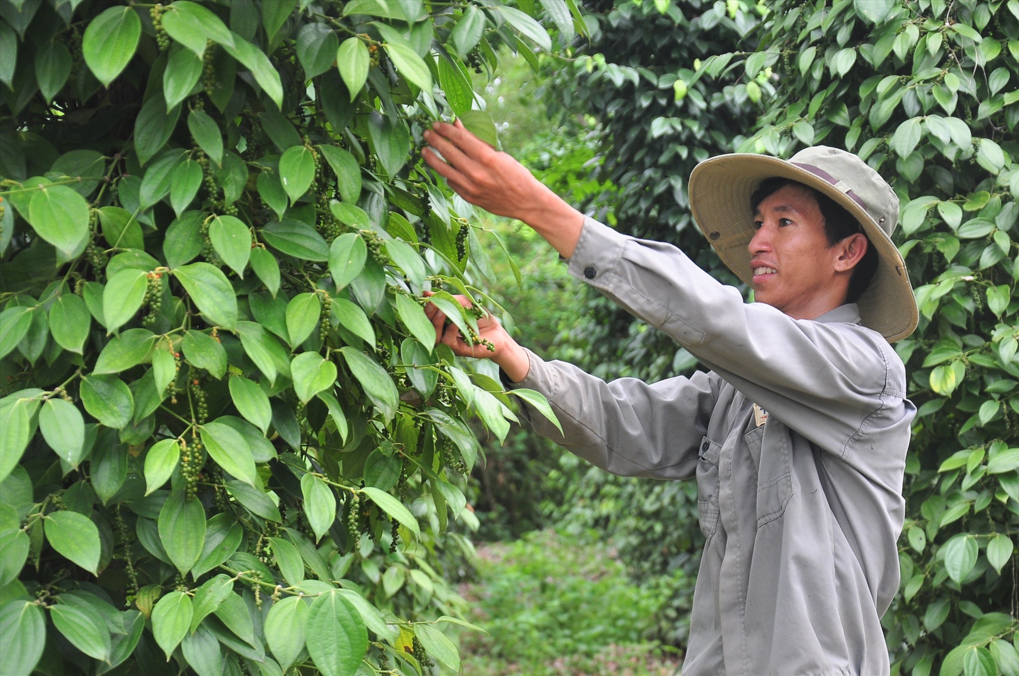 Quảng Nam Bàn giải pháp chuyển đổi số ngành nông nghiệp