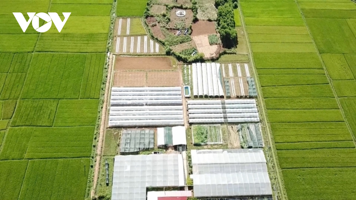 Ứng dụng chuyển đổi số nhiều nông dân Quảng Nam mở rộng được thị trường