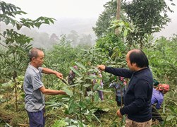 Bệ phóng đưa nông sản Lào Cai ‘cất cánh’
